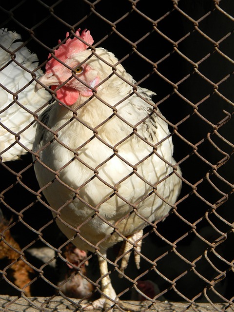 的引入本意 的引入本意